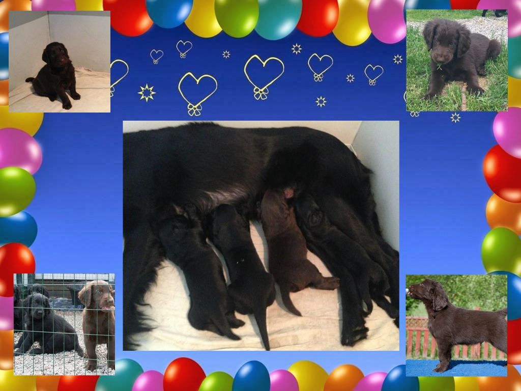 Du Temple d'Eros - Today we celebrate the 6th birthday of our very special liver boy Ice